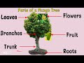 Plant Parts and Their Functions