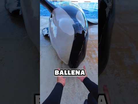 Cuando una ballena recupera su salud 😍🐋