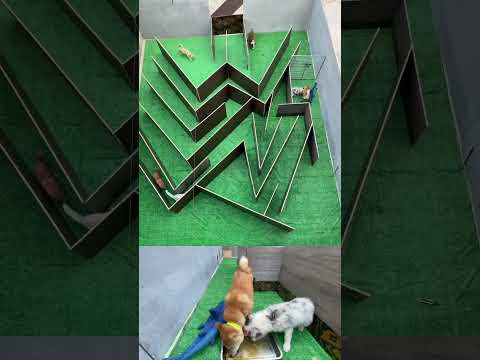 The Border Collie puppy finally came in today! Puppies, the joys of dog ownership, dog lovers, rural