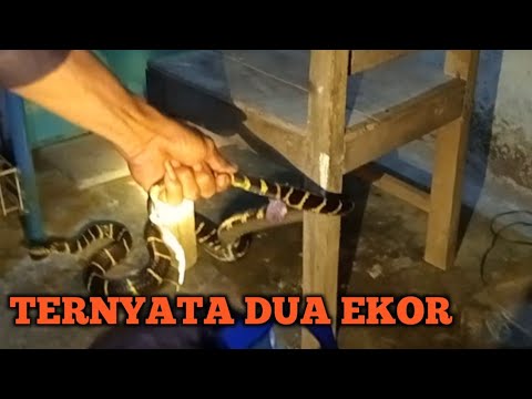 ULAR BELANG 2 EKOR DI ATAP RUMAH