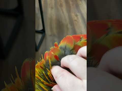 What is a pin feathers? #bird #parrots #birds #macawparrot #pinfeather