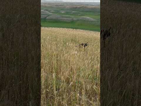Gunner point on quail #ytshorts #birdhunting # very famous dog