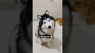 Cute Husky wanna say something 🐶❤️