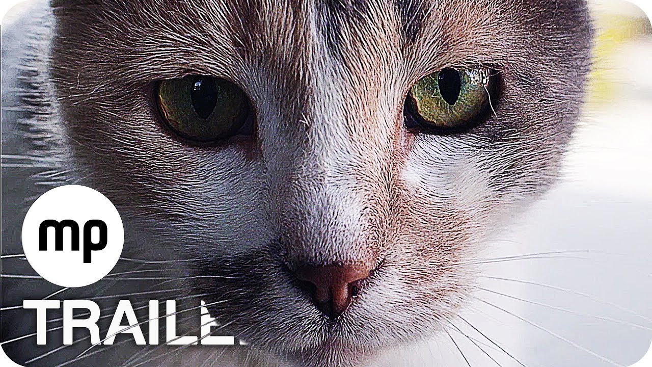 Kedi: Von Katzen und Menschen Vorschaubild des Trailers