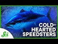 Pacific Bluefin Tuna: Adaptations and Physiology