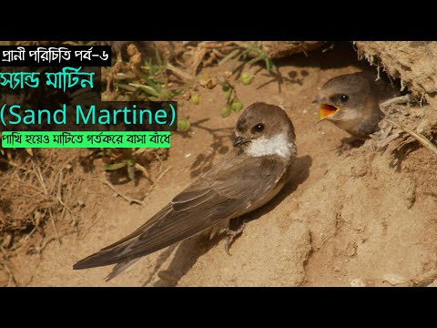 স্যান্ড মার্টিন (Sand Martine), পাখি হয়েও মাটিতে গর্তকরে বাসা তৈরী করে