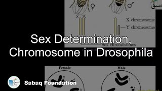 Sex Determination, Chromosome in Drosophila