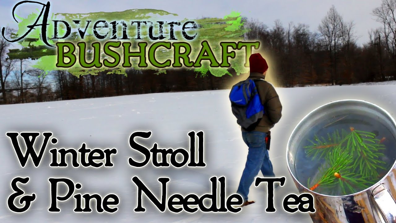 Adventure Bushcraft: Winter Stroll & Pine Needle Tea - AdventureArchives