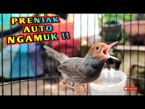 SEKALI PUTAR PRENJAK LANGSUNG NGAMUK !!