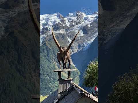 Scaling Heights: The Incredible Adaptations of Ibexes. Masters of the Mountain