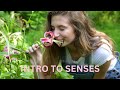 Understanding Human Senses