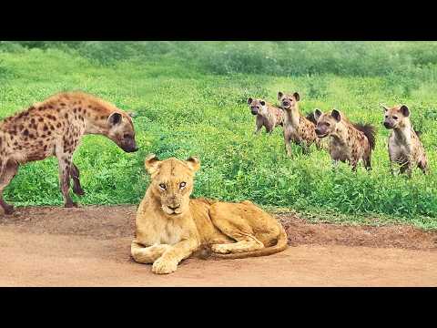 Hyenas Go Easy on Old Blind Lioness