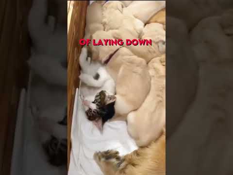 Cat wants to be part of puppy pack ❤️