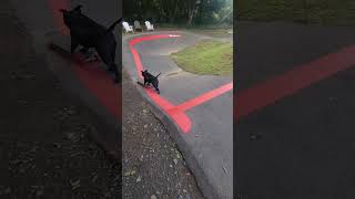 Staffordshire bull terrier playing with his favorite toy.... a skateboard #skateboarddog