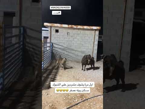 مهارات امام الضيف الجديد #explore #اكسبلور #ترند #foryou #تيك_توك #ترند_تيك_توك #animals #اكسبلورر