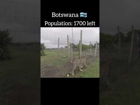 Cheetah population of each country #viralvideo #youtubeshorts