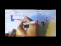 DNA Replication Processes and Enzymes