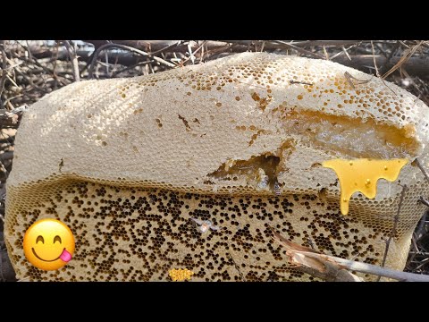 Honey Harvesting , Natural Honey 🍯