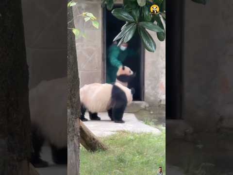 The baby panda gets taken away with mom 🐼🚼아기 판다가 엄마랑 함께 끌려가요 #둥이 #funny #cute #animals