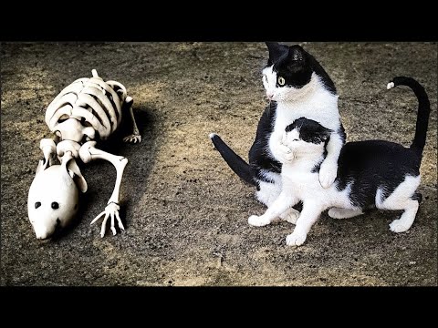 Los videos de animales más divertidos 😂 Los mejores vídeos de animales graciosos