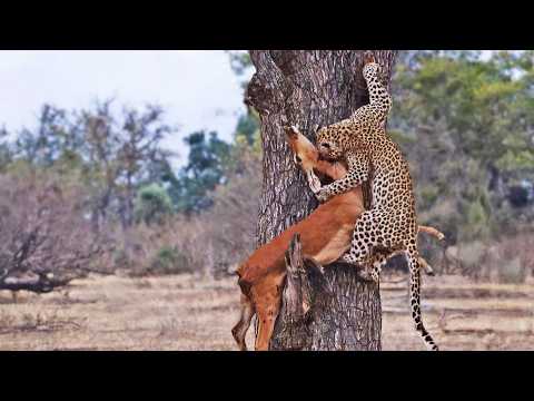 Leopard Fails Successfully