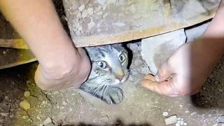Gato queda atrapado debajo de la calle