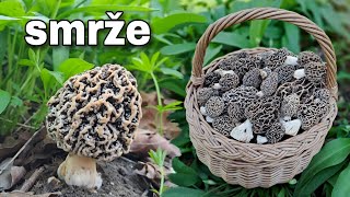 Rostou smrže/smrčky! Houbaření v lužním lese. 