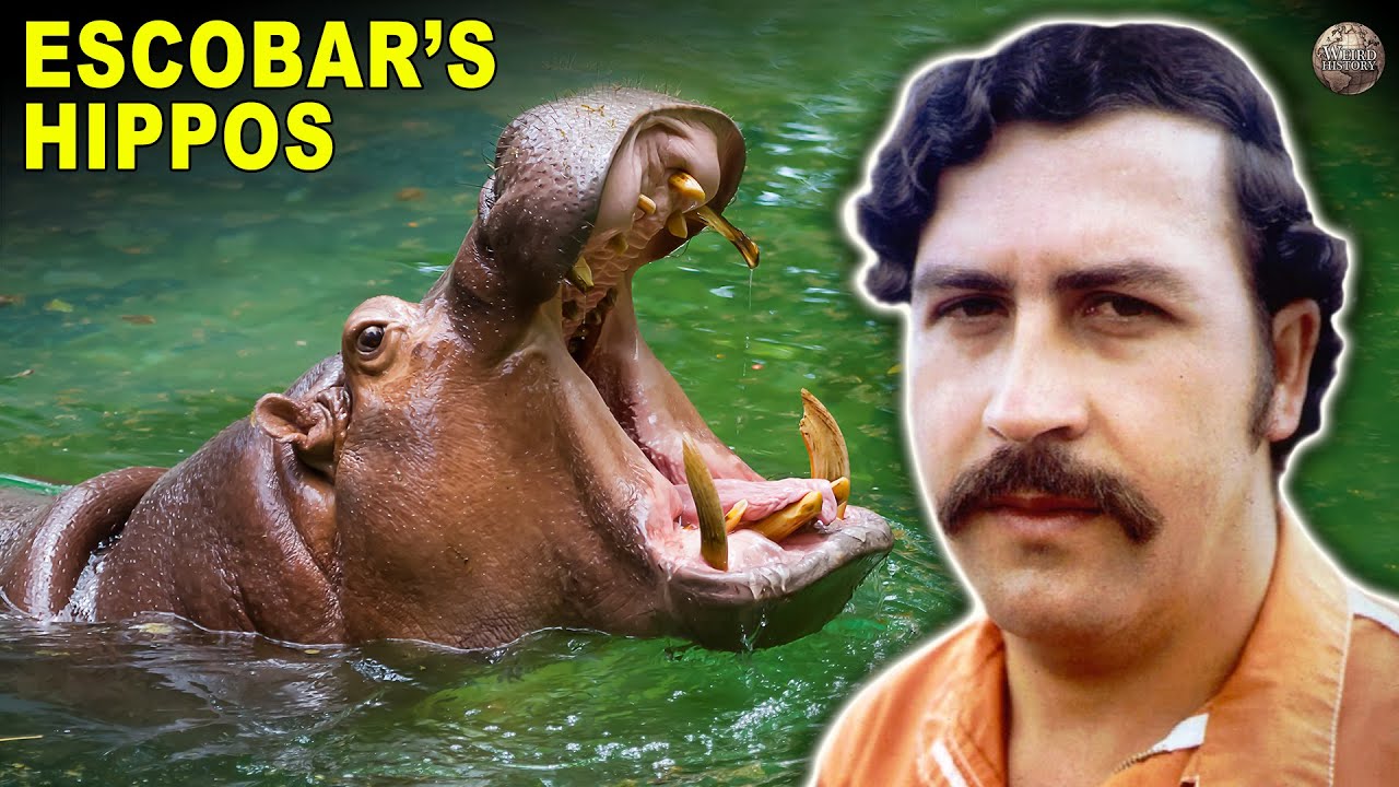 How A Notorious Criminal’s Pet Hippos Are Still A Huge Problem Decades Later