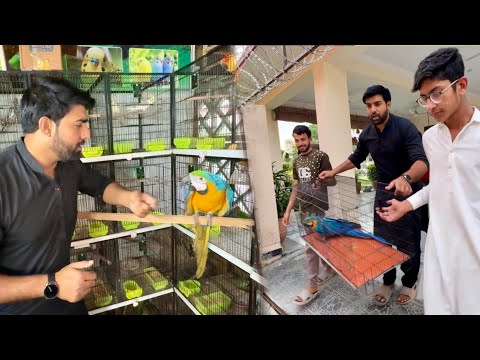 Dangerous Macaw Ko Wapis Dy Dia 🥺 Boht Zor Say Kat Raha Tha 😒