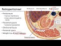 Anatomy of the Renal System