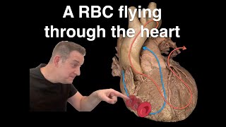 Journey of a RBC through the Heart #anatomy #heart #thenotedanatomist #heartanatomy #usmlestep1