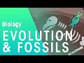 Exploring Fossils and the Theory of Evolution