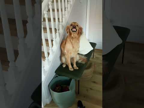 This dog needs to contact his lawyer#dog#funny#funnyanimals#funnypets #pet #foryou #longervideos