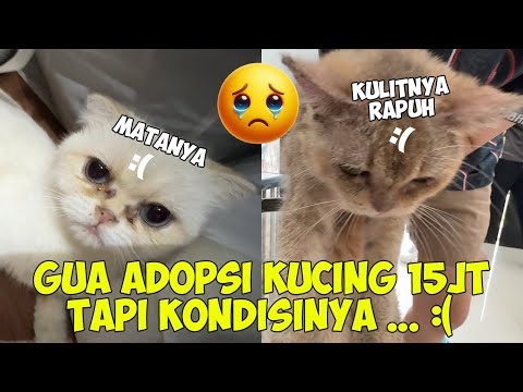 GW ADOPSI KUCING SEHARGA 30JT !! TAPI KONDISINYA PARAH KASIAN BANGET :( !!