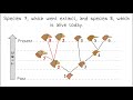 Evolutionary Trees and Relationships