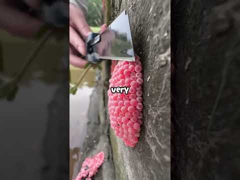 DO NOT CHECK THE SOUND PLSS ๐๐๐ญ๐