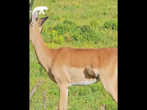 Pájaro saca el pelo de un ciervo