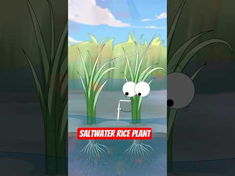 #S132 | Saltwater rice plant