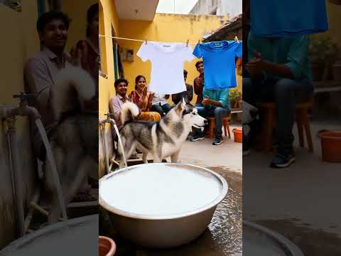 πΆ Wild Guests, Crazier Petsπ€―π Pangolin, Doggie & Catβs Epic Kitchen Chaos πππ±#cat #funny #dog