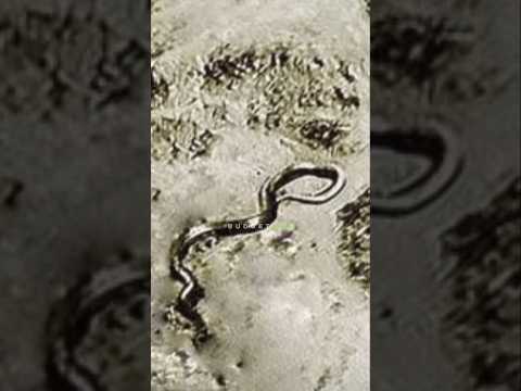 Biggest Snake Ever Recorded?! — Joe Rogan