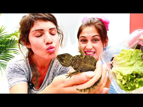 Ev arkadaşı Ayşe ve Ümit. Yeni evcil hayvanı kertenkele! Komik videolar
