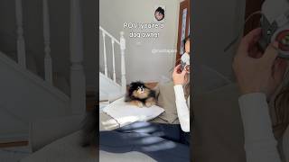 POV: you’re a dog owner 😷 #dog #shorts #pomeranian