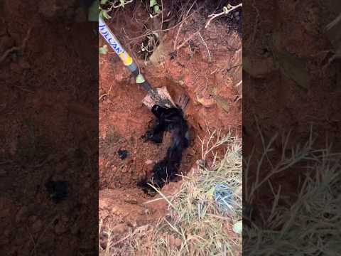 Oil Discovery: Blessing or Curse?