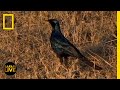 Animal Behavior and Tracking Challenges