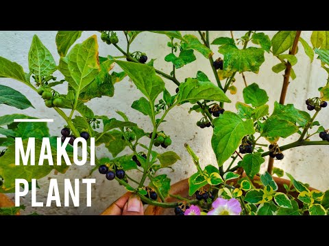 Makoi Plant: You Must Have This Plant in Your Garden!