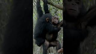 Back to "School" at JGI's Tchimpounga Sanctuary!