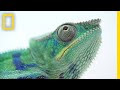 Chameleons in Florida: A Unique Invasion