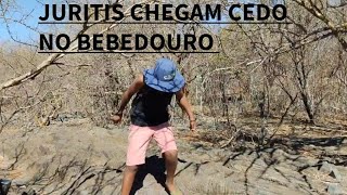JURITIS CHEGAM CEDO NO BEBEDOURO #cuidar #pombas#caatinga