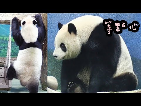 圓仔到處找點心，找不到點心只好乖乖吃竹葉|熊貓貓熊The Giant Panda Yuan Yuan and Yuan Bao|台北市立動物園