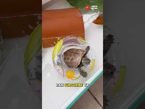 Cerita PenyelNatan Kura Kura Yang Di Cat Penggungnya